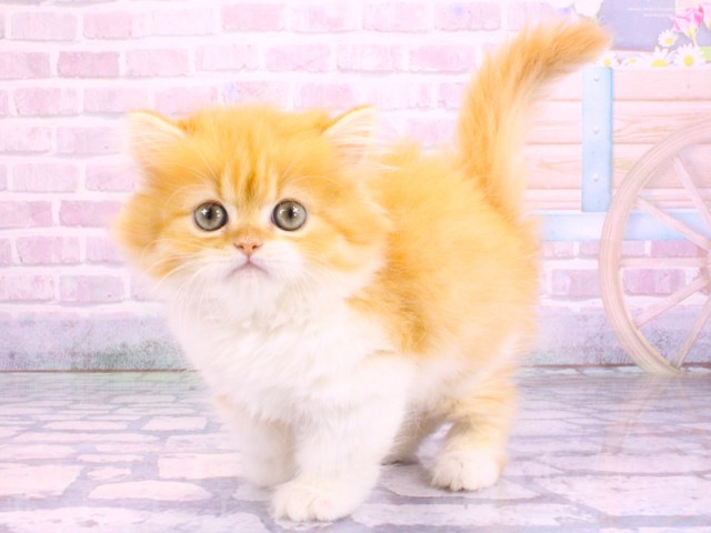 大阪府のミヌエット (Coo&RIKU梅田店/2026年2月12日生まれ/男の子/レッドタビーホワイト)の子猫の3枚目の画像