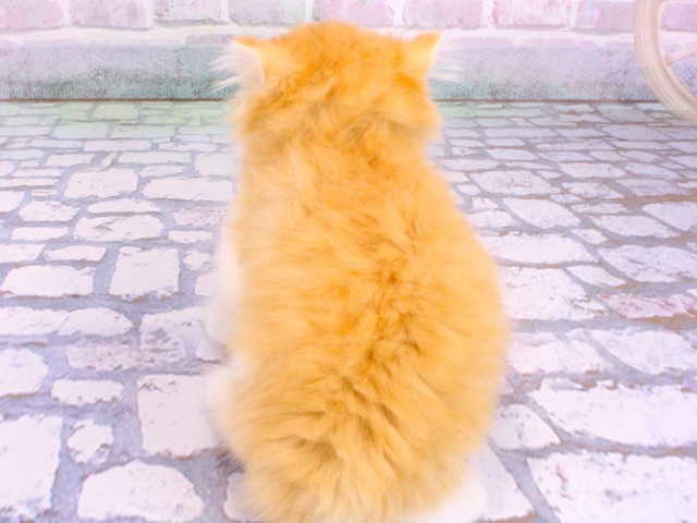 大阪府のミヌエット (Coo&RIKU梅田店/2026年2月12日生まれ/男の子/レッドタビーホワイト)の子猫の4枚目の画像