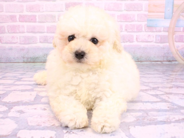 兵庫県のトイプードル(トイ) (Coo&RIKU三木店/2026年2月5日生まれ/男の子/ホワイト)の子犬の1枚目の画像