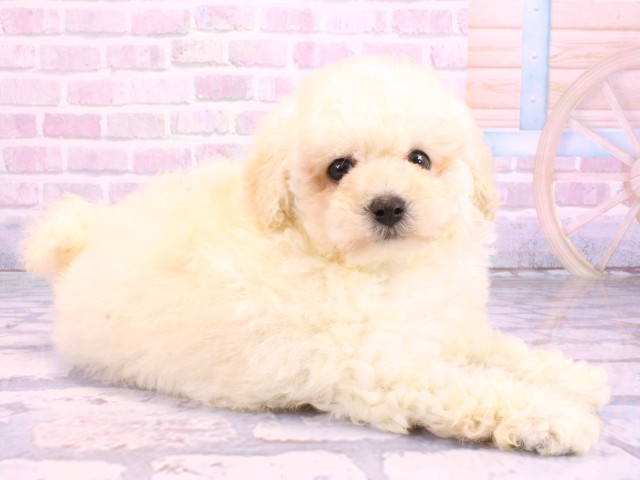 兵庫県のトイプードル(トイ) (Coo&RIKU三木店/2026年2月5日生まれ/男の子/ホワイト)の子犬の2枚目の画像