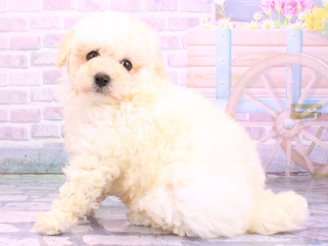 兵庫県のトイプードル(トイ) (Coo&RIKU三木店/2026年2月5日生まれ/男の子/ホワイト)の子犬の3枚目の画像