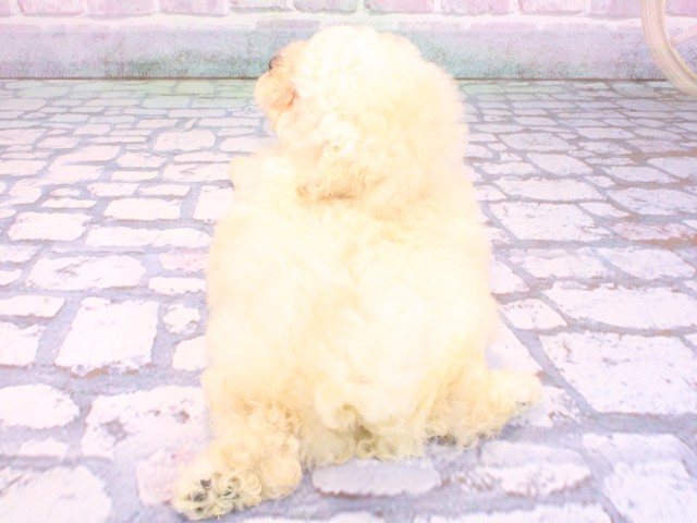 兵庫県のトイプードル(トイ) (Coo&RIKU三木店/2026年2月5日生まれ/男の子/ホワイト)の子犬の4枚目の画像