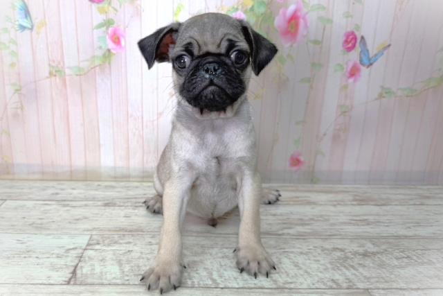 北海道のパグ (Coo&RIKU函館店/2026年2月11日生まれ/男の子/フォーン)の子犬の1枚目の画像