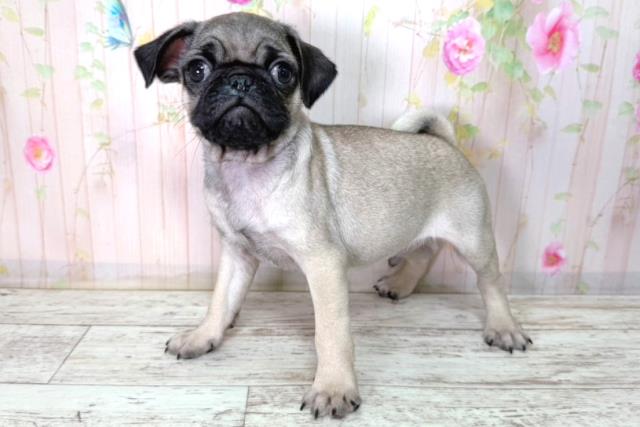 北海道のパグ (Coo&RIKU函館店/2026年2月11日生まれ/男の子/フォーン)の子犬の2枚目の画像