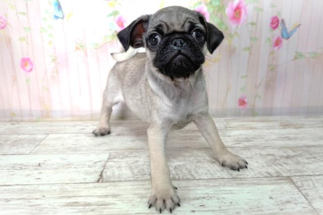 北海道のパグ (Coo&RIKU函館店/2026年2月11日生まれ/男の子/フォーン)の子犬の3枚目の画像