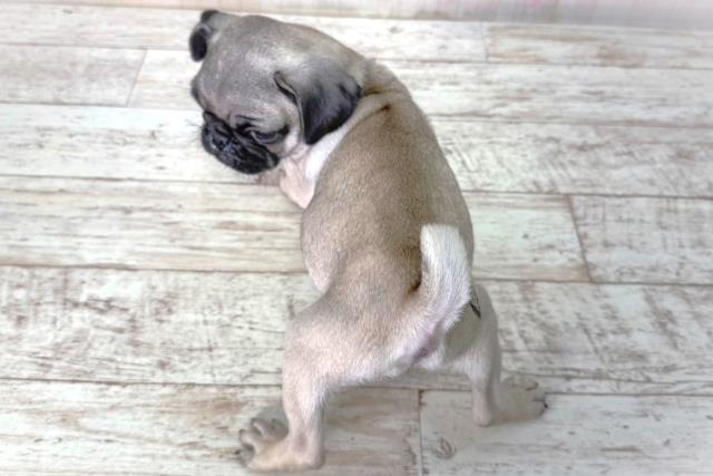 北海道のパグ (Coo&RIKU函館店/2026年2月11日生まれ/男の子/フォーン)の子犬の4枚目の画像