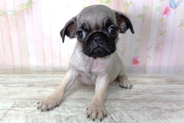 北海道のパグ (Coo&RIKU室蘭店/2026年2月11日生まれ/女の子/フォーン)の子犬の1枚目の画像