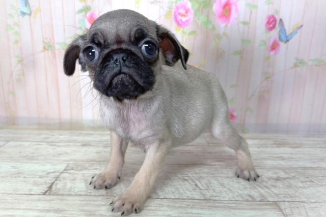 北海道のパグ (Coo&RIKU室蘭店/2026年2月11日生まれ/女の子/フォーン)の子犬の2枚目の画像