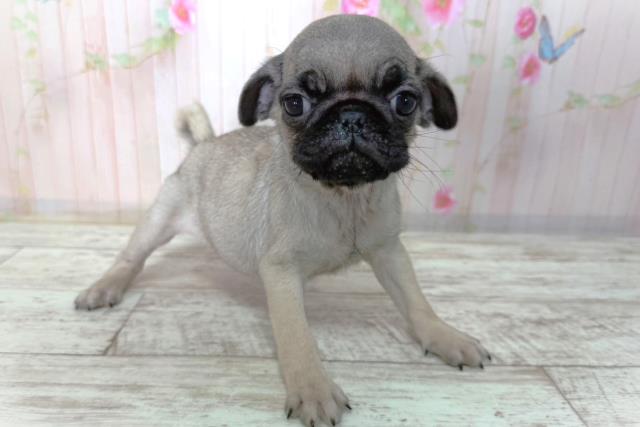 北海道のパグ (Coo&RIKU室蘭店/2026年2月11日生まれ/女の子/フォーン)の子犬の3枚目の画像