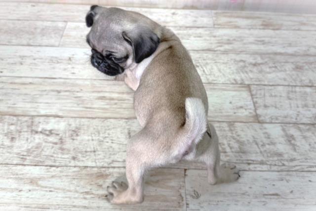 北海道のパグ (Coo&RIKU室蘭店/2026年2月11日生まれ/女の子/フォーン)の子犬の4枚目の画像