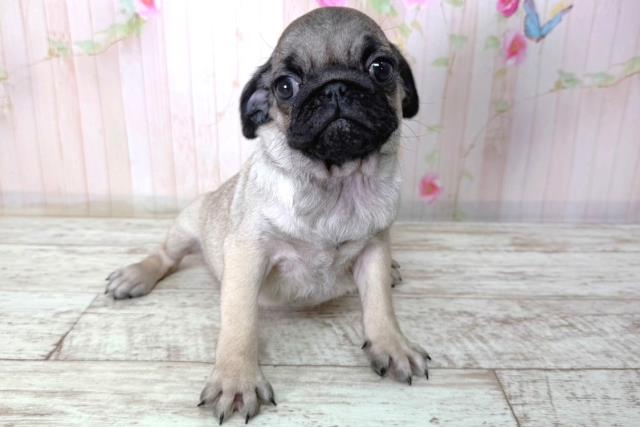 北海道のパグ (Coo&RIKU釧路店/2026年2月11日生まれ/女の子/フォーン)の子犬の1枚目の画像