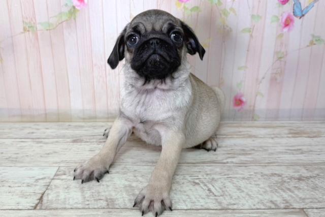 北海道のパグ (Coo&RIKU釧路店/2026年2月11日生まれ/女の子/フォーン)の子犬の2枚目の画像