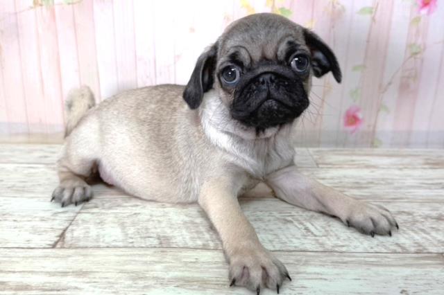 北海道のパグ (Coo&RIKU釧路店/2026年2月11日生まれ/女の子/フォーン)の子犬の3枚目の画像