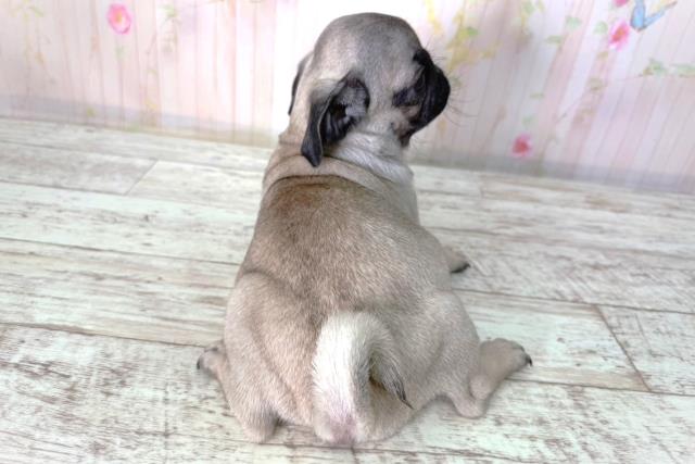 北海道のパグ (Coo&RIKU釧路店/2026年2月11日生まれ/女の子/フォーン)の子犬の4枚目の画像