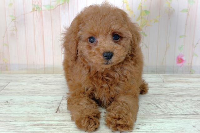 北海道のトイプードル(トイ) (Coo&RIKU室蘭店/2026年2月12日生まれ/男の子/レッド)の子犬の1枚目の画像