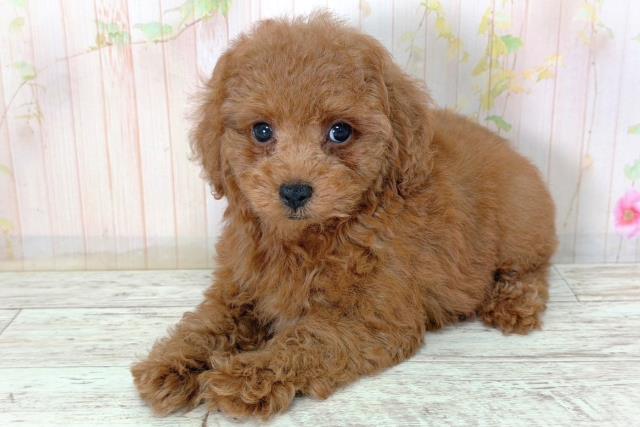 北海道のトイプードル(トイ) (Coo&RIKU室蘭店/2026年2月12日生まれ/男の子/レッド)の子犬の2枚目の画像