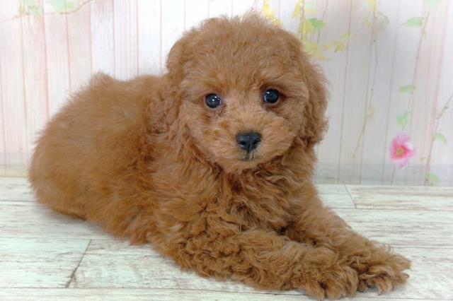 北海道のトイプードル(トイ) (Coo&RIKU室蘭店/2026年2月12日生まれ/男の子/レッド)の子犬の3枚目の画像