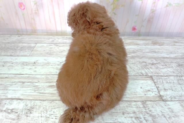 北海道のトイプードル(トイ) (Coo&RIKU室蘭店/2026年2月12日生まれ/男の子/レッド)の子犬の4枚目の画像