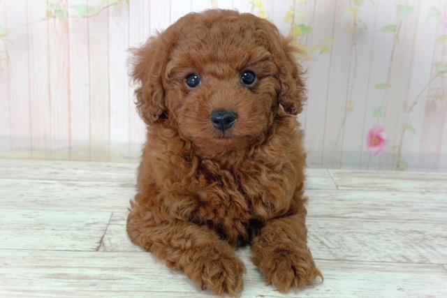 北海道のトイプードル(トイ) (Coo&RIKU札幌東店/2026年2月12日生まれ/男の子/レッド)の子犬