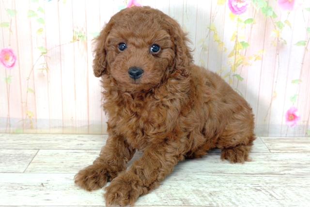 北海道のトイプードル(トイ) (Coo&RIKU札幌東店/2026年2月12日生まれ/男の子/レッド)の子犬の2枚目の画像