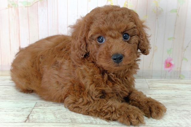 北海道のトイプードル(トイ) (Coo&RIKU札幌東店/2026年2月12日生まれ/男の子/レッド)の子犬の3枚目の画像