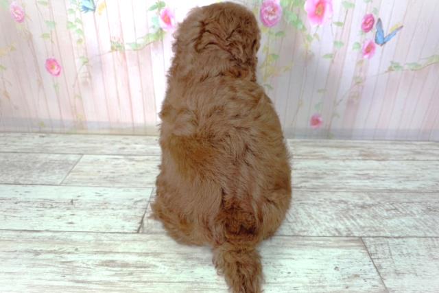 北海道のトイプードル(トイ) (Coo&RIKU札幌東店/2026年2月12日生まれ/男の子/レッド)の子犬の4枚目の画像