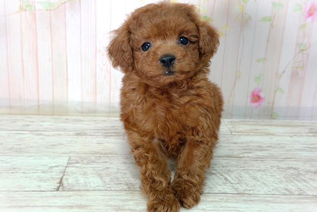 トイ・プードル