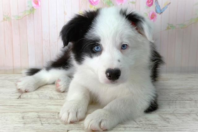 北海道のボーダーコリー (Coo&RIKU函館店/2026年2月10日生まれ/男の子/ブラックホワイト)の子犬の1枚目の画像