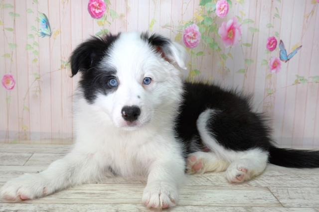 北海道のボーダーコリー (Coo&RIKU函館店/2026年2月10日生まれ/男の子/ブラックホワイト)の子犬の2枚目の画像