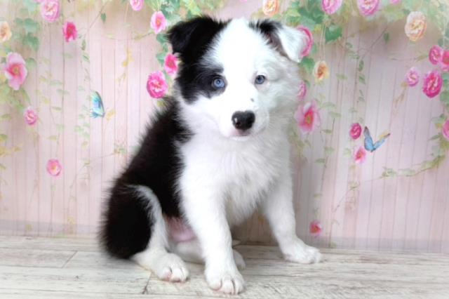 北海道のボーダーコリー (Coo&RIKU函館店/2026年2月10日生まれ/男の子/ブラックホワイト)の子犬の3枚目の画像