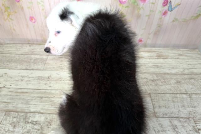 北海道のボーダーコリー (Coo&RIKU函館店/2026年2月10日生まれ/男の子/ブラックホワイト)の子犬の4枚目の画像