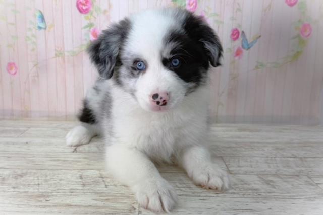 北海道のボーダーコリー (Coo&RIKU札幌東店/2026年2月10日生まれ/男の子/ブルーマール)の子犬の1枚目の画像