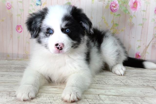 北海道のボーダーコリー (Coo&RIKU札幌東店/2026年2月10日生まれ/男の子/ブルーマール)の子犬の2枚目の画像