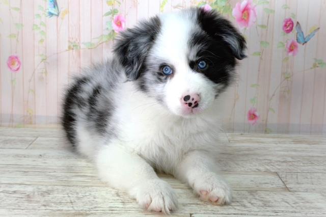 北海道のボーダーコリー (Coo&RIKU札幌東店/2026年2月10日生まれ/男の子/ブルーマール)の子犬の3枚目の画像