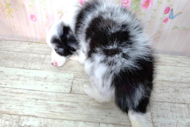 北海道のボーダーコリー (Coo&RIKU札幌東店/2026年2月10日生まれ/男の子/ブルーマール)の子犬の4枚目の画像