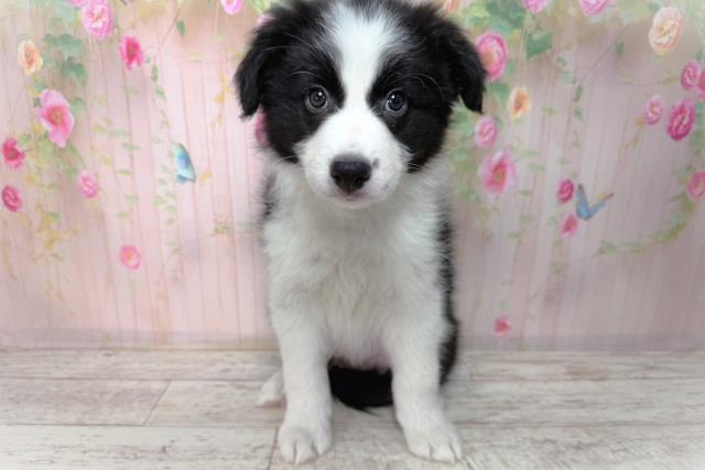 ボーダーコリー