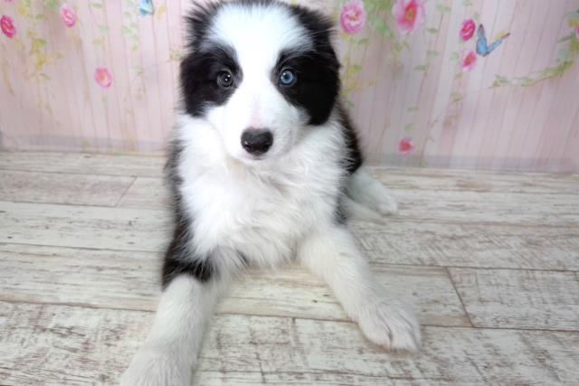 ボーダーコリー