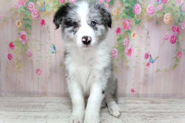 千葉県のボーダーコリー (Coo&RIKUフレスポ稲毛店/2026年2月10日生まれ/女の子/ブルーマール)の子犬の1枚目の画像