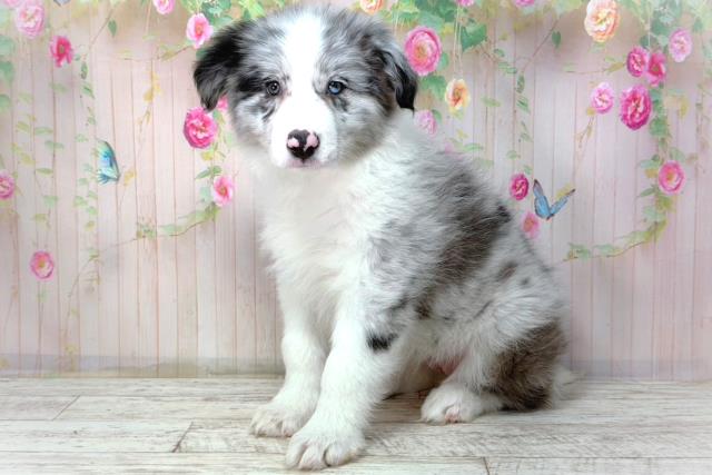 千葉県のボーダーコリー (Coo&RIKUフレスポ稲毛店/2026年2月10日生まれ/女の子/ブルーマール)の子犬の2枚目の画像