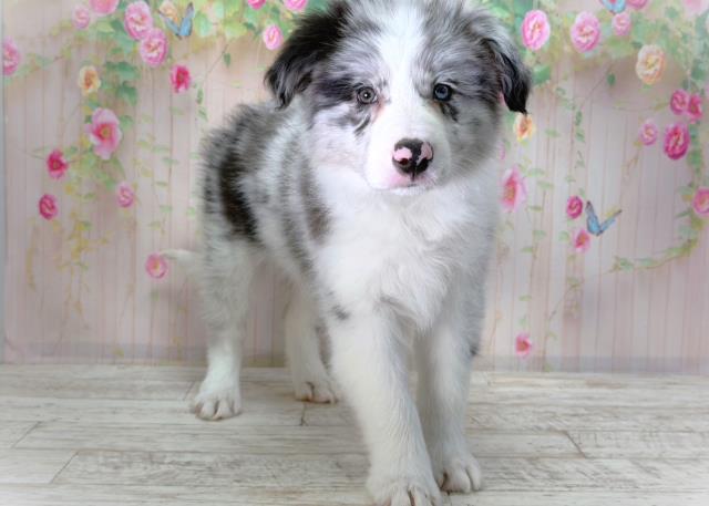 千葉県のボーダーコリー (Coo&RIKUフレスポ稲毛店/2026年2月10日生まれ/女の子/ブルーマール)の子犬の3枚目の画像