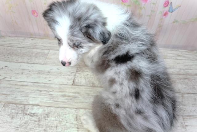 千葉県のボーダーコリー (Coo&RIKUフレスポ稲毛店/2026年2月10日生まれ/女の子/ブルーマール)の子犬の4枚目の画像