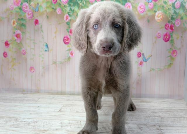 東京都のワイマラナー (Coo&RIKU足立本店/2026年2月14日生まれ/男の子/グレー)の子犬の1枚目の画像