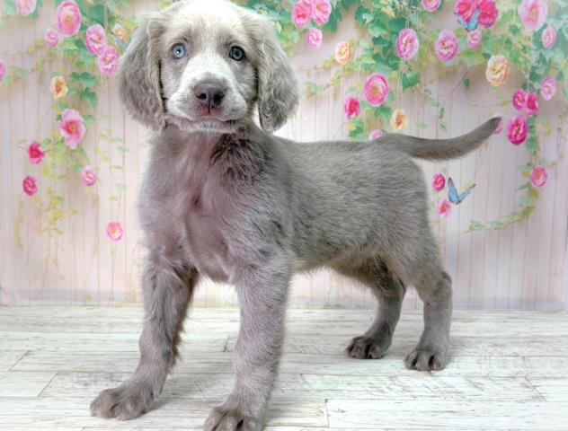 東京都のワイマラナー (Coo&RIKU足立本店/2026年2月14日生まれ/男の子/グレー)の子犬の2枚目の画像