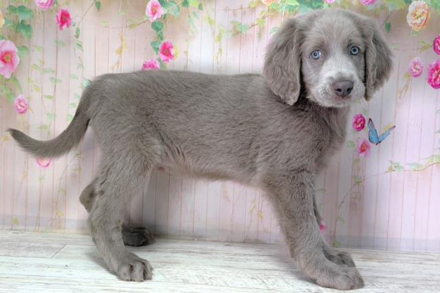 東京都のワイマラナー (Coo&RIKU足立本店/2026年2月14日生まれ/男の子/グレー)の子犬の3枚目の画像