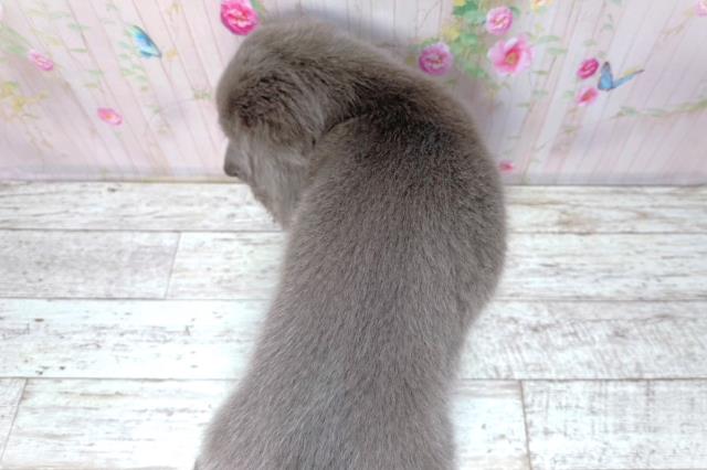 東京都のワイマラナー (Coo&RIKU足立本店/2026年2月14日生まれ/男の子/グレー)の子犬の4枚目の画像