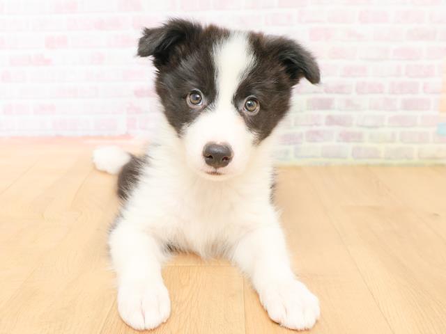 ボーダーコリー