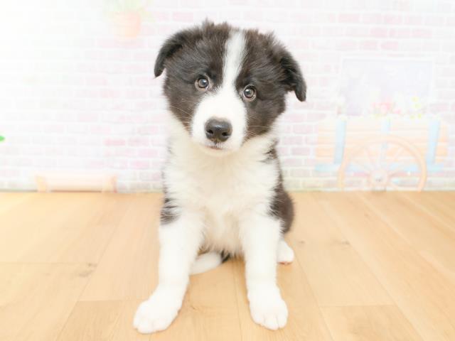 福島県のボーダーコリー (Coo&RIKU福島店/2026年2月12日生まれ/男の子/ブラックホワイト)の子犬