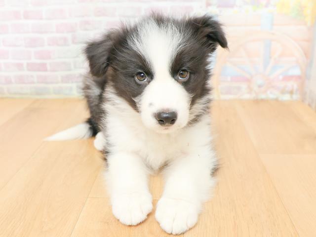 福島県のボーダーコリー (Coo&RIKUいわき店/2026年2月12日生まれ/男の子/ブラックホワイト)の子犬