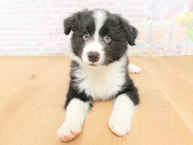 宮城県のボーダーコリー (Coo&RIKU仙台太白店/2026年2月12日生まれ/男の子/ブラックホワイト)の子犬