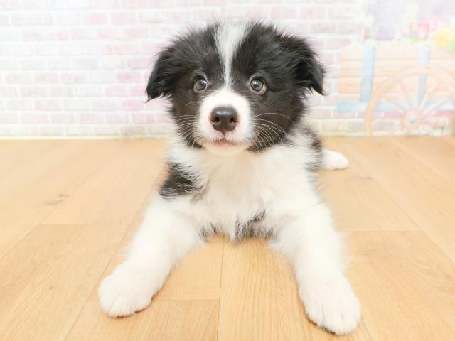 岩手県のボーダーコリー (Coo&RIKU一関店/2026年2月12日生まれ/女の子/ブラックホワイト)の子犬